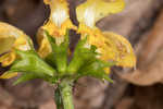 Yellow archangel